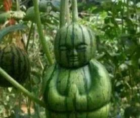 平邑网红吃瓜事件真相,真相背后的网络狂欢与反思