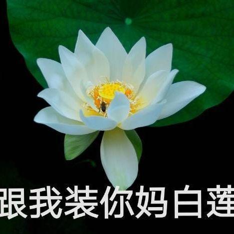 吃网红的瓜山海经