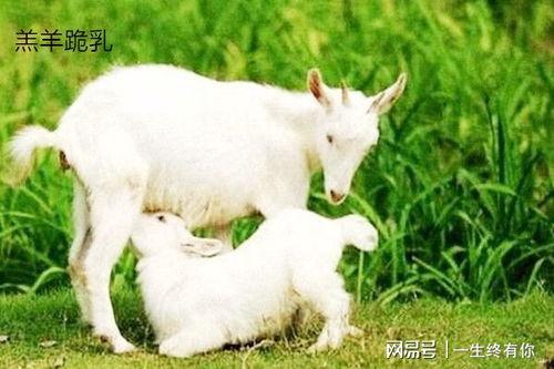 网红小羊吃瓜群,揭秘娱乐圈幕后故事