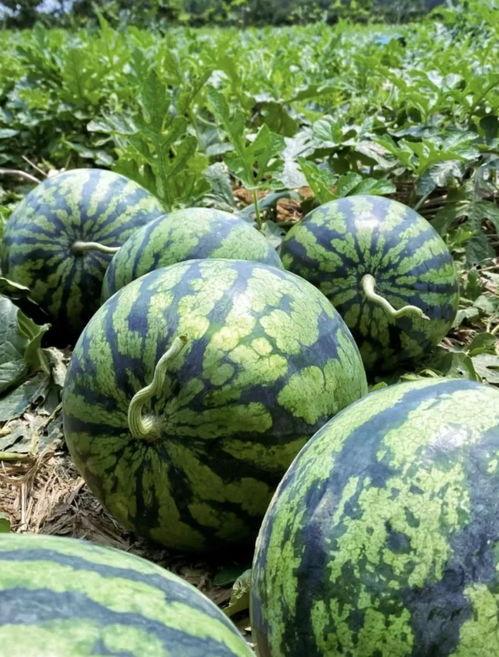 临沧网红吃瓜事件视频最新,一场网络狂欢背后的真相揭秘