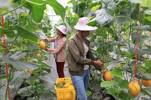 网红卷毛吃瓜,揭秘网红圈的热辣话题