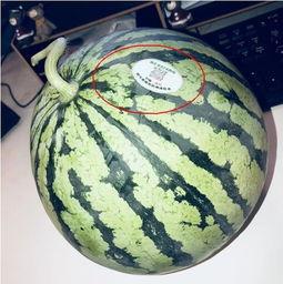 宁强的网红瓜怎么吃