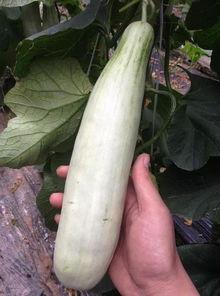 吃生瓜的网红,舌尖上的刺激冒险