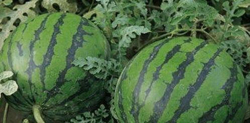 网爆门路边吃瓜,街头吃瓜群众见证的瞬间