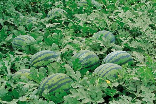 郯城网红吃瓜群微信号,揭秘幕后故事，带你领略网络红人魅力