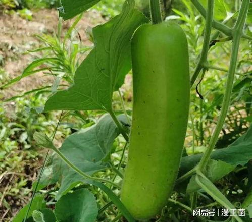 百万网红吃瓜一青