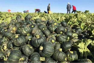 吃瓜地址网真的假的