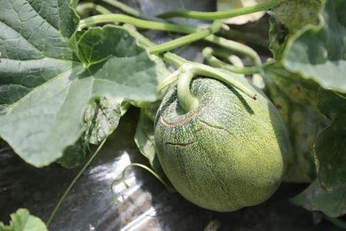 一起吃瓜官网 蘑菇,一起吃瓜官网带你探索美味与营养的完美融合