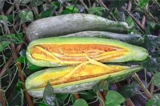 伦敦吃瓜网红,跟随网红吃瓜达人品味伦敦风味